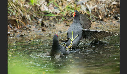 Teichralle (Gallinula chloropus)