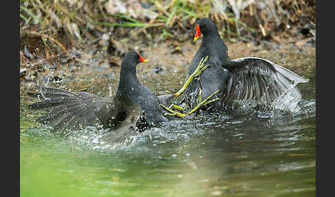 Teichralle (Gallinula chloropus)