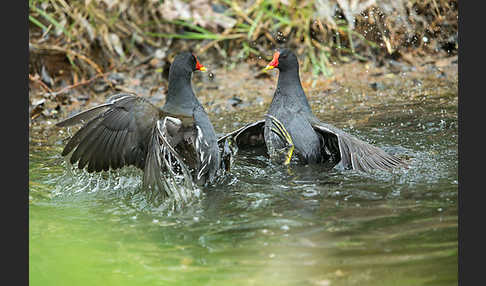 Teichralle (Gallinula chloropus)