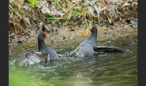 Teichralle (Gallinula chloropus)