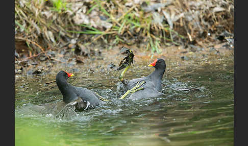 Teichralle (Gallinula chloropus)