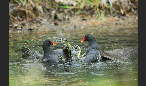 Teichralle (Gallinula chloropus)