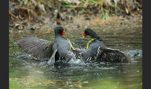 Teichralle (Gallinula chloropus)