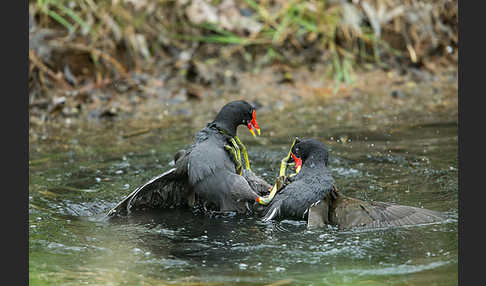 Teichralle (Gallinula chloropus)