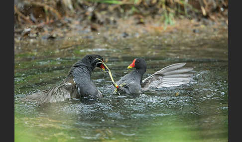 Teichralle (Gallinula chloropus)