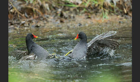 Teichralle (Gallinula chloropus)