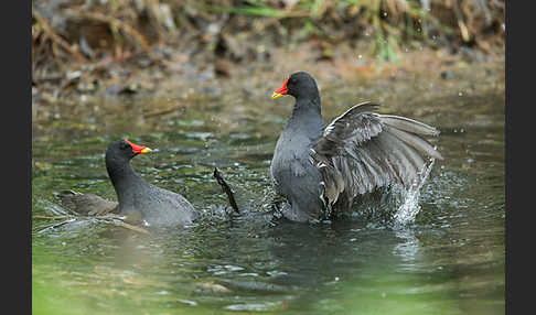 Teichralle (Gallinula chloropus)