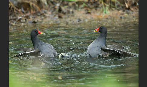 Teichralle (Gallinula chloropus)