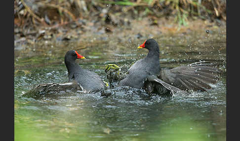 Teichralle (Gallinula chloropus)