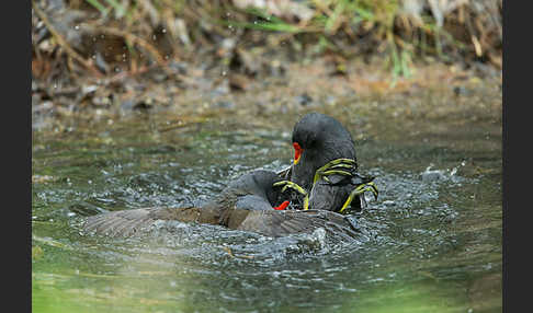 Teichralle (Gallinula chloropus)