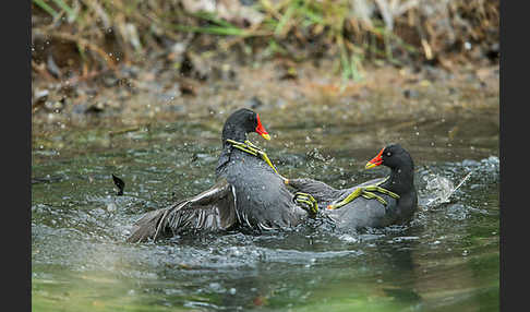 Teichralle (Gallinula chloropus)