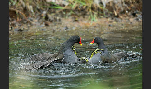 Teichralle (Gallinula chloropus)