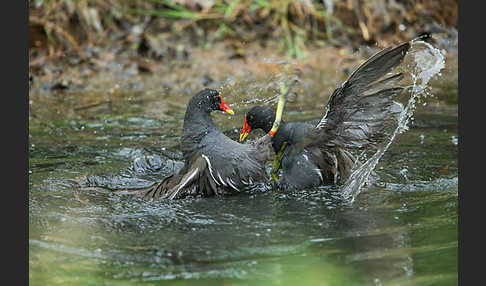 Teichralle (Gallinula chloropus)