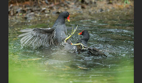 Teichralle (Gallinula chloropus)