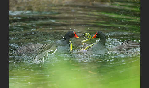 Teichralle (Gallinula chloropus)