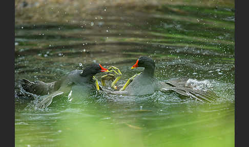 Teichralle (Gallinula chloropus)