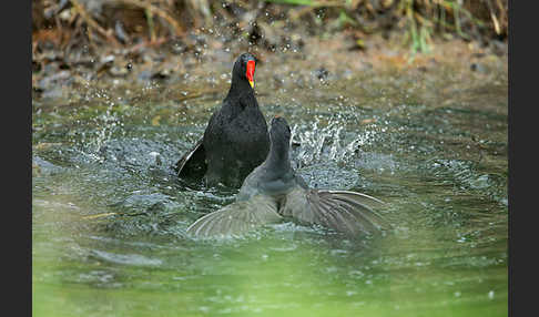 Teichralle (Gallinula chloropus)