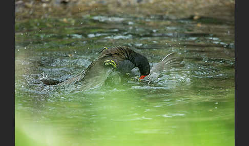 Teichralle (Gallinula chloropus)