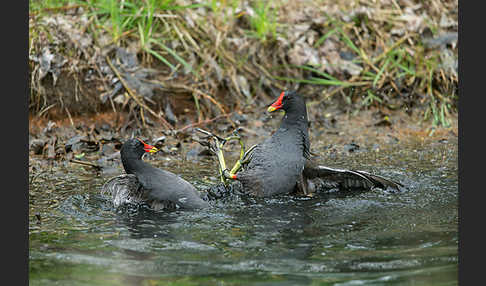 Teichralle (Gallinula chloropus)