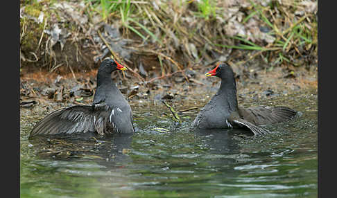 Teichralle (Gallinula chloropus)