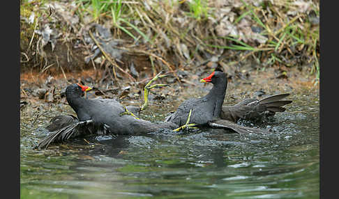 Teichralle (Gallinula chloropus)