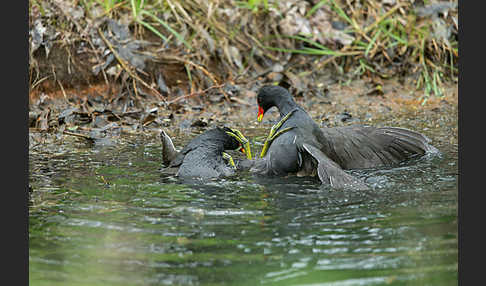 Teichralle (Gallinula chloropus)