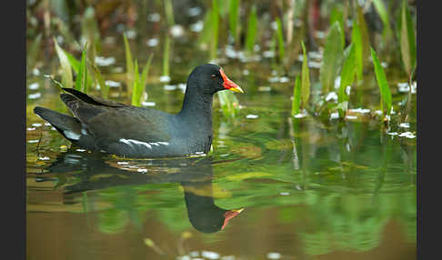 Teichralle (Gallinula chloropus)