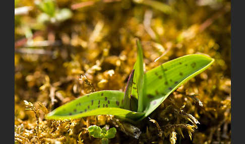 Breitblättrige Kuckucksblume (Dactylorhiza majalis)