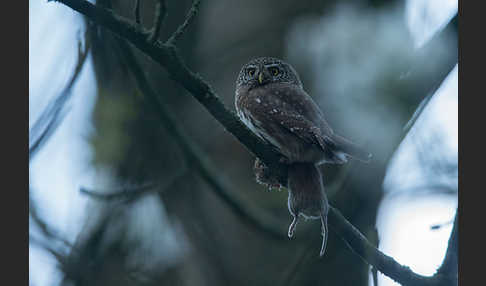 Sperlingskauz (Glaucidium passerinum)