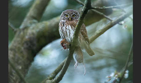 Sperlingskauz (Glaucidium passerinum)