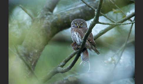 Sperlingskauz (Glaucidium passerinum)