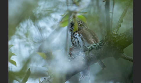 Sperlingskauz (Glaucidium passerinum)