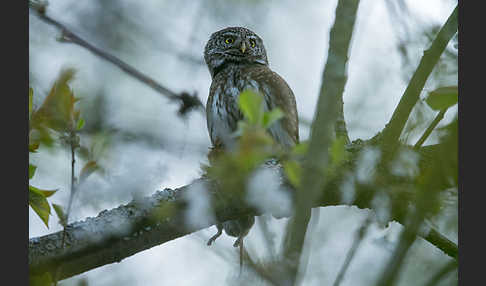 Sperlingskauz (Glaucidium passerinum)