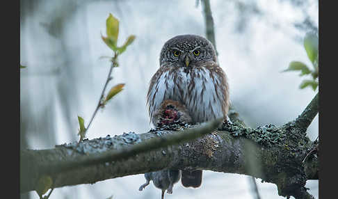 Sperlingskauz (Glaucidium passerinum)