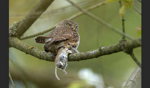 Sperlingskauz (Glaucidium passerinum)