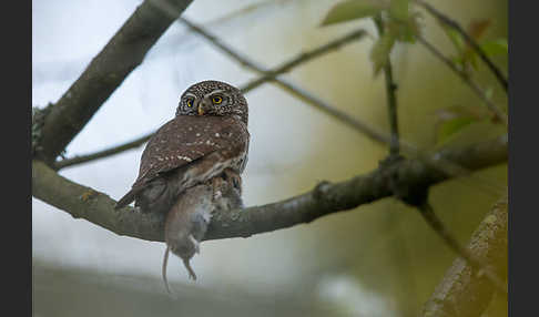 Sperlingskauz (Glaucidium passerinum)