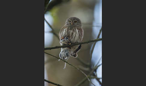 Sperlingskauz (Glaucidium passerinum)