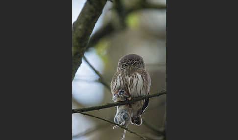 Sperlingskauz (Glaucidium passerinum)