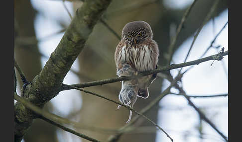 Sperlingskauz (Glaucidium passerinum)