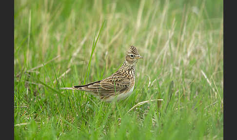 Feldlerche (Alauda arvensis)