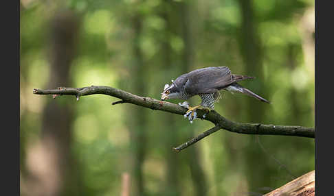 Habicht (Accipiter gentilis)