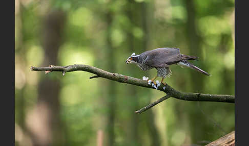 Habicht (Accipiter gentilis)