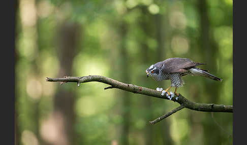 Habicht (Accipiter gentilis)