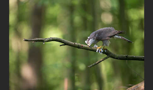 Habicht (Accipiter gentilis)