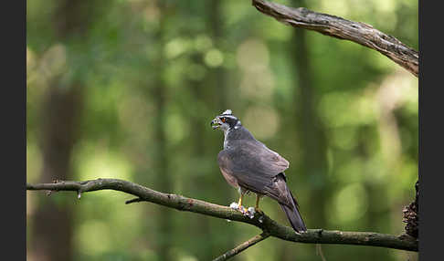 Habicht (Accipiter gentilis)