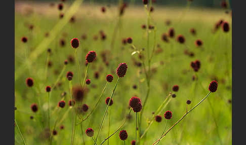 Großer Wiesenknopf (Sanguisorba officinalis)