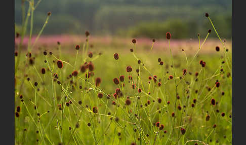 Großer Wiesenknopf (Sanguisorba officinalis)