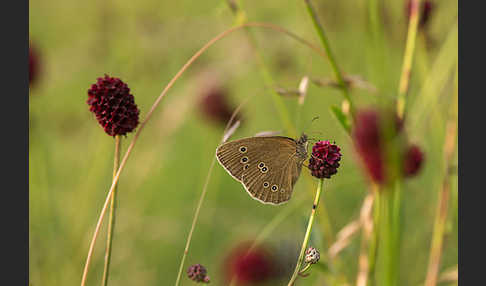 Schornsteinfeger (Aphantopus hyperantus)