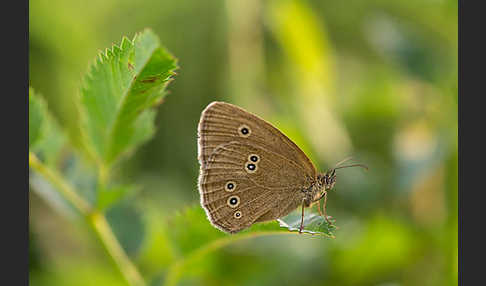 Schornsteinfeger (Aphantopus hyperantus)