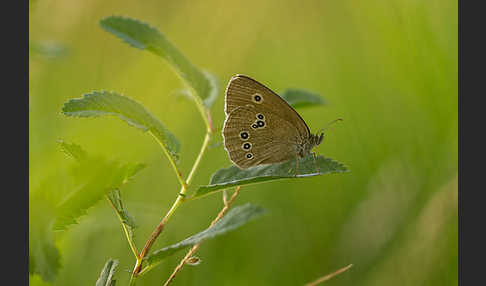 Schornsteinfeger (Aphantopus hyperantus)